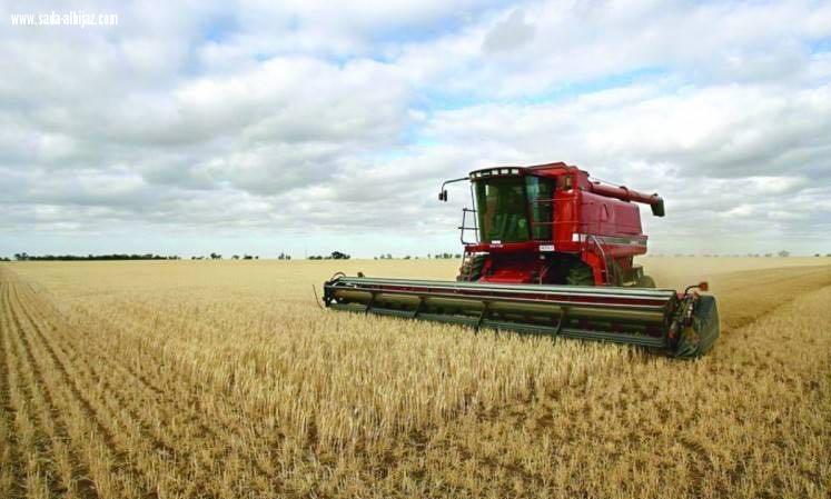 المملكة تنهي ترسية الدفعة الرابعة من القمح المستورد