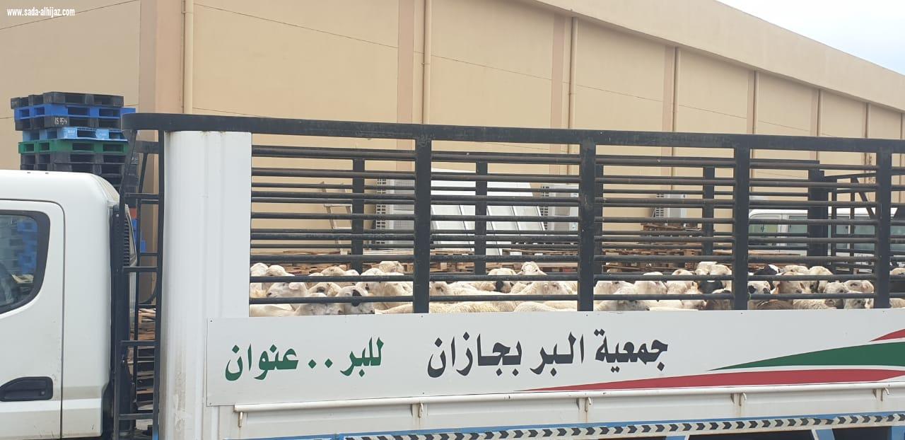 جمعية جازان توزع 250 اضحية يستفيد منها أكثر من 1900 يتيماً ويتيمة وأرملة 