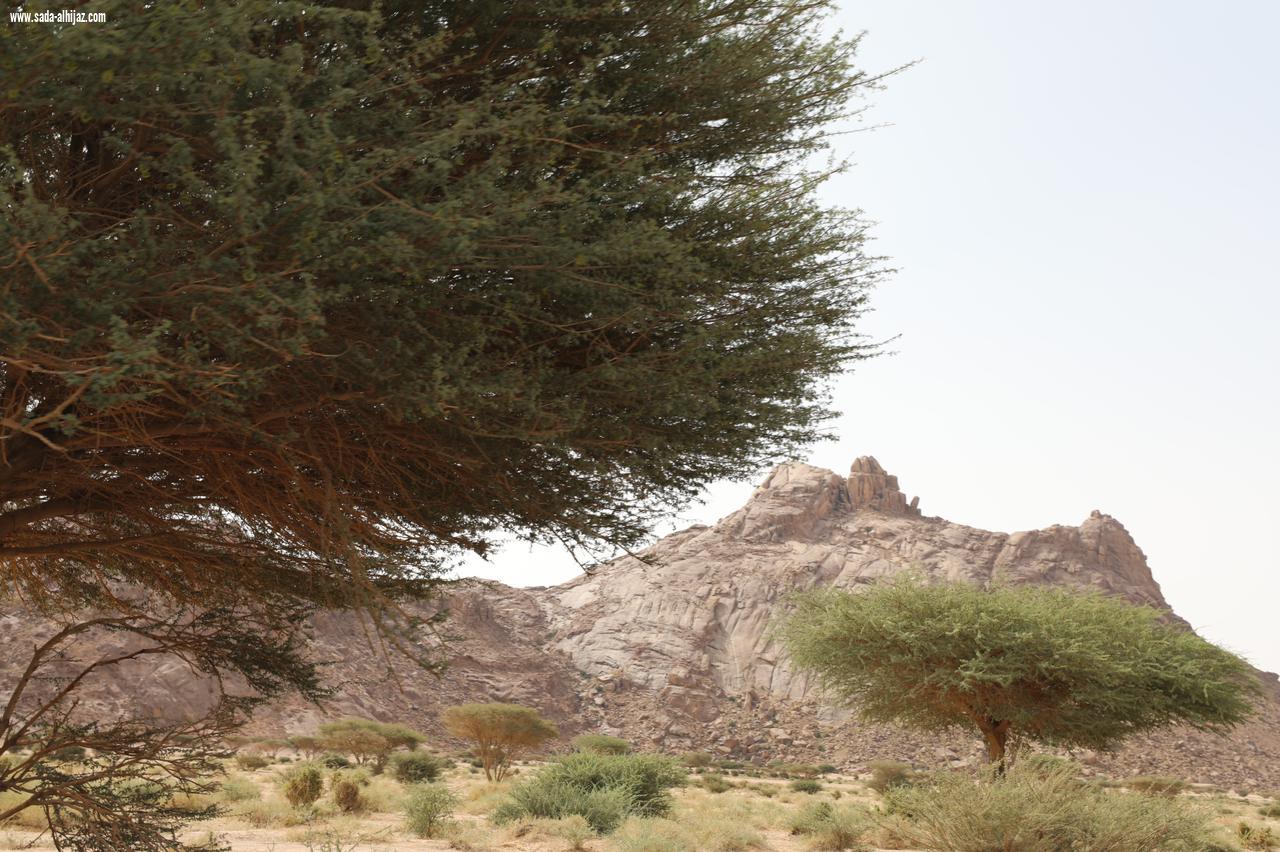 رئيس المركز الوطني لتنمية الغطاء النباتي ومكافحة التصحر: ما حققته رؤية 2030 لسلامة بيئة المملكة يفوق كل التوقعات