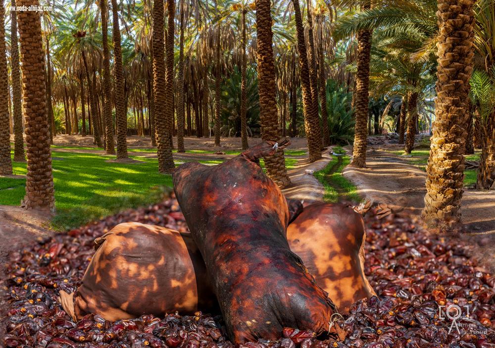 أهالي العلا،على موعد مع ظهيرة سبت ساخنة في مهرجان تمور الشنة،والمجلاد