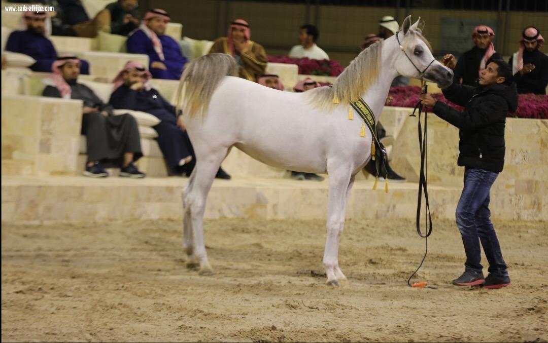  ملاك(الخيل العربي) يحتفلون بإنجاز مربط السيد