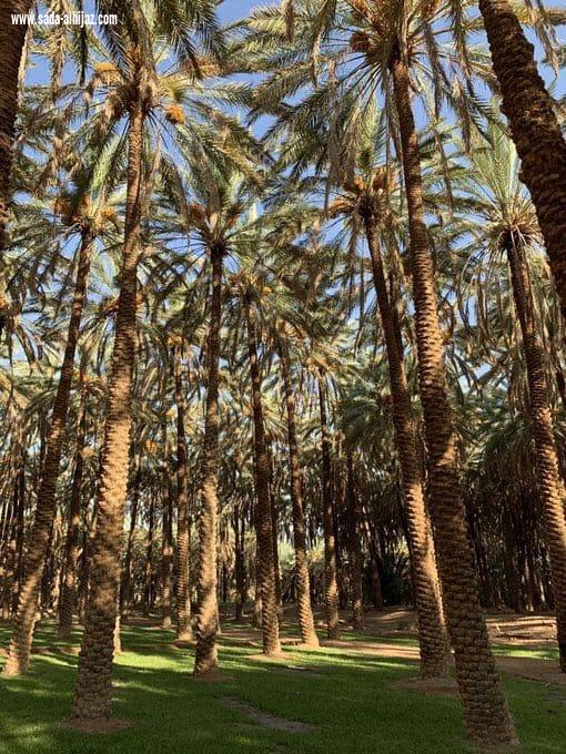 أهالي العلا،على موعد مع ظهيرة سبت ساخنة في مهرجان تمور الشنة،والمجلاد