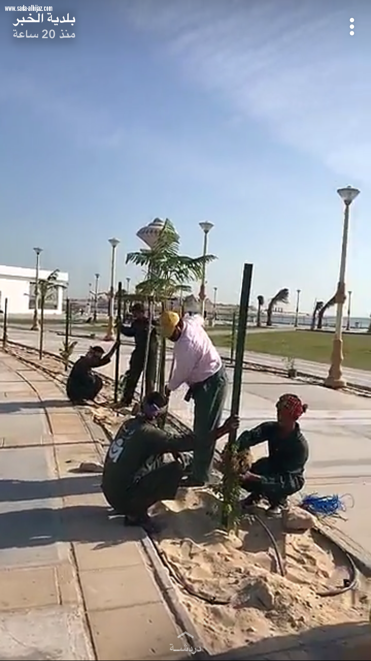 بلدية الخبر تزين مدينتها بالاشجار والورود 