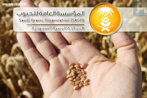 المؤسسة العامة للحبوب تطرح مناقصة لاستيراد475 الف طن  قمح