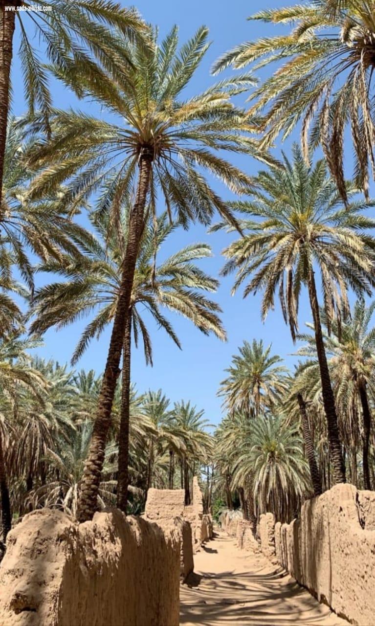 أهالي العلا،على موعد مع ظهيرة سبت ساخنة في مهرجان تمور الشنة،والمجلاد