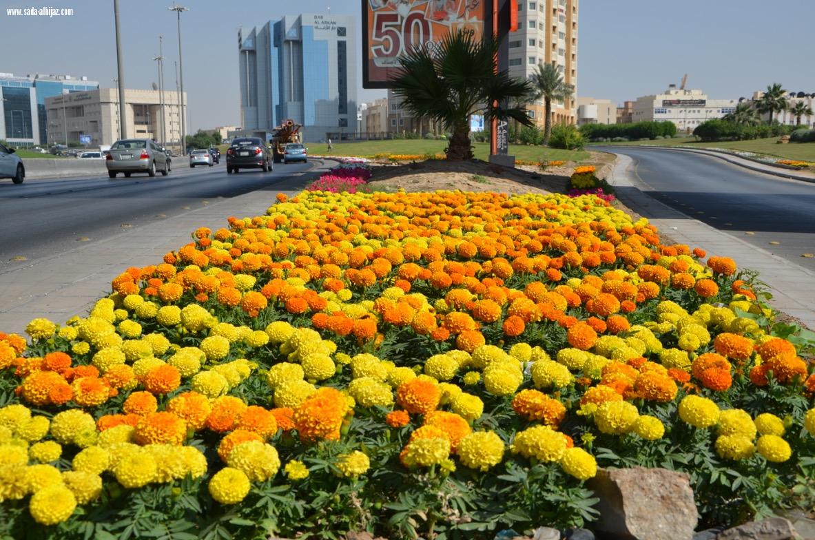 أمانة الرياض تزين ميادينها وطرقها بأكثرمن 5 ملايين زهرة