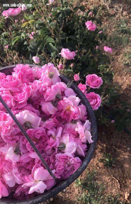 سماء الطائف تمطر وردا