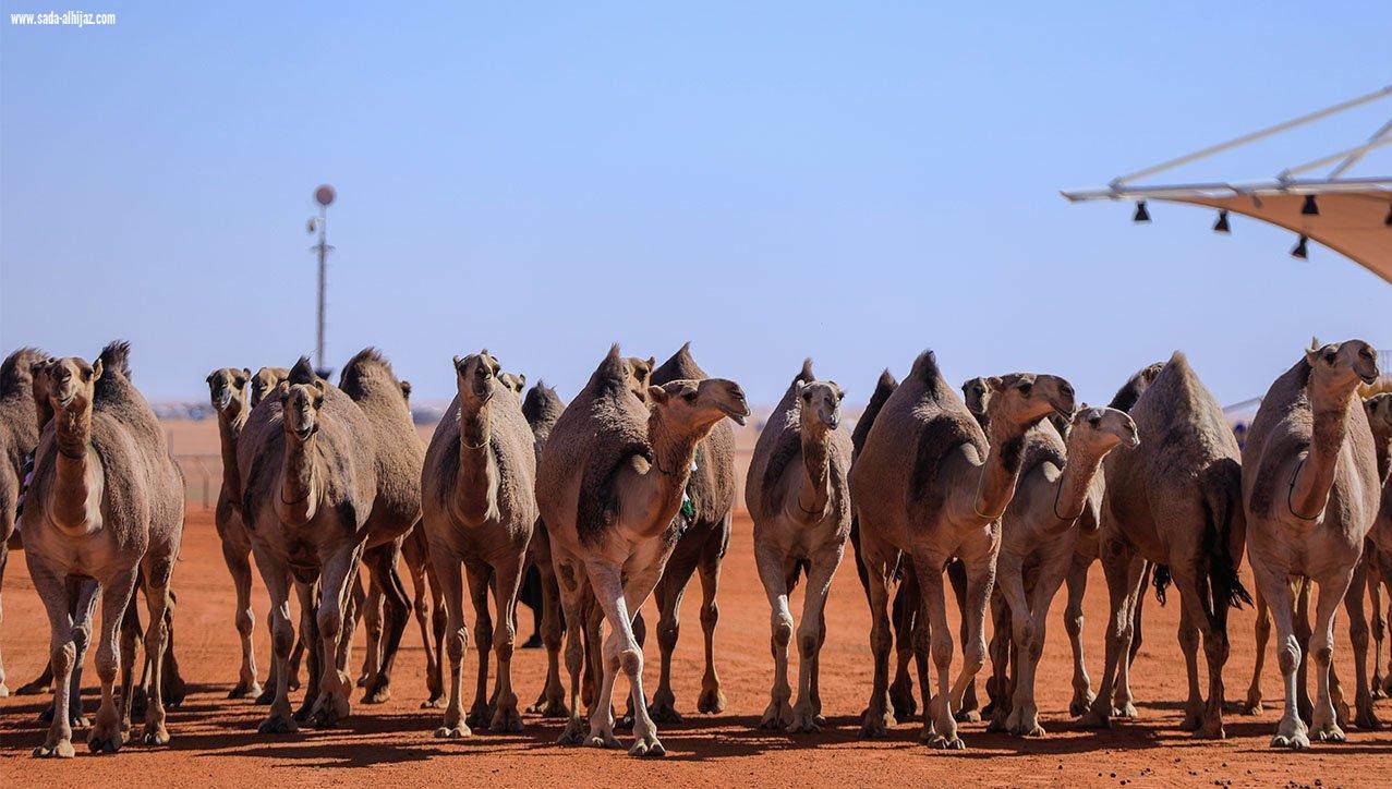 منقية نايف الراجحي تحقق المركز الأول في مهرجان  الملك عبدالعزيز لمزايين الأبل 