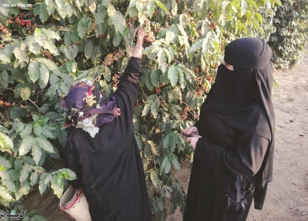 جميلة المالكي أول مُزارعة للبُن الخولاني بجبال الداير بني مالك 