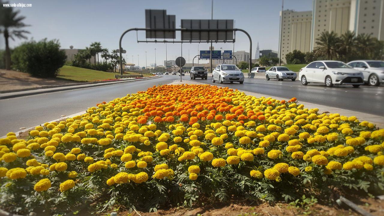 أمانة الرياض تزين ميادينها وطرقها بأكثرمن 5 ملايين زهرة