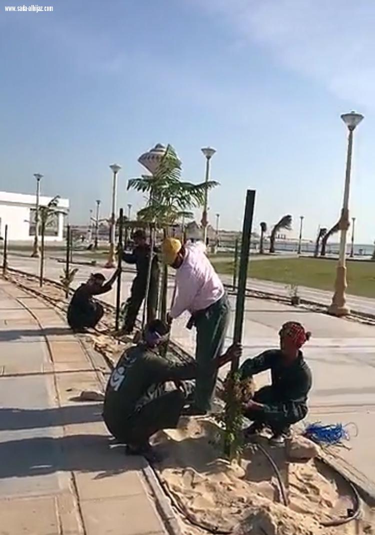 بلدية الخبر تزين مدينتها بالاشجار والورود 