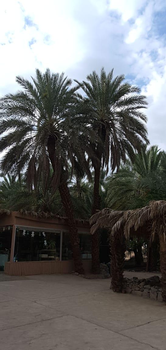 المرشد السياحي عبدالله بخاري:أناشد أهل المدينة أن يعرفوا تاريخهم ...