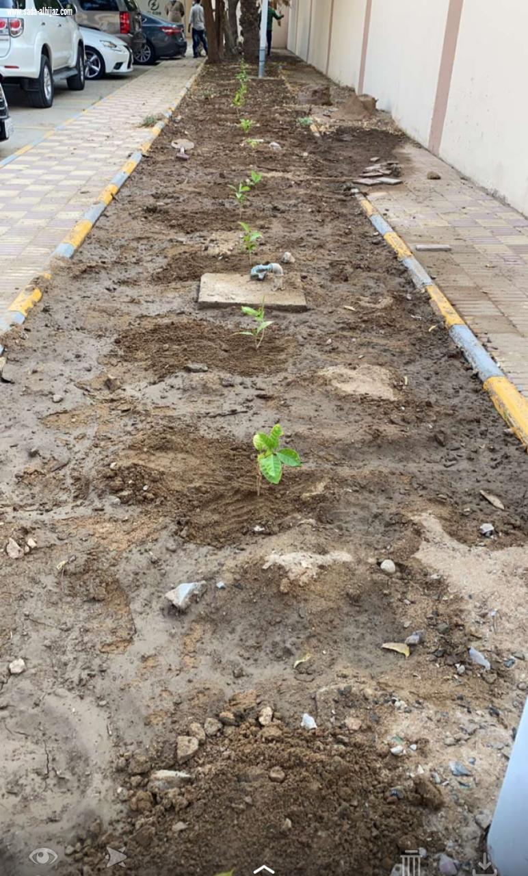 زراعة عشرات الاشجار والشتلات في محيط المراكز الصحية بجدة