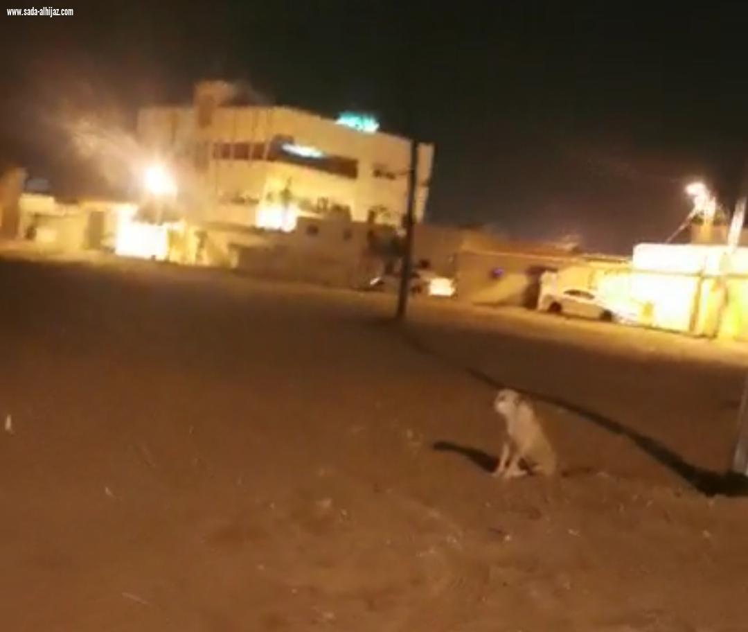 الكلاب الضالة تهدد حياة أطفال الطوال والأهالي أين دور البلدي