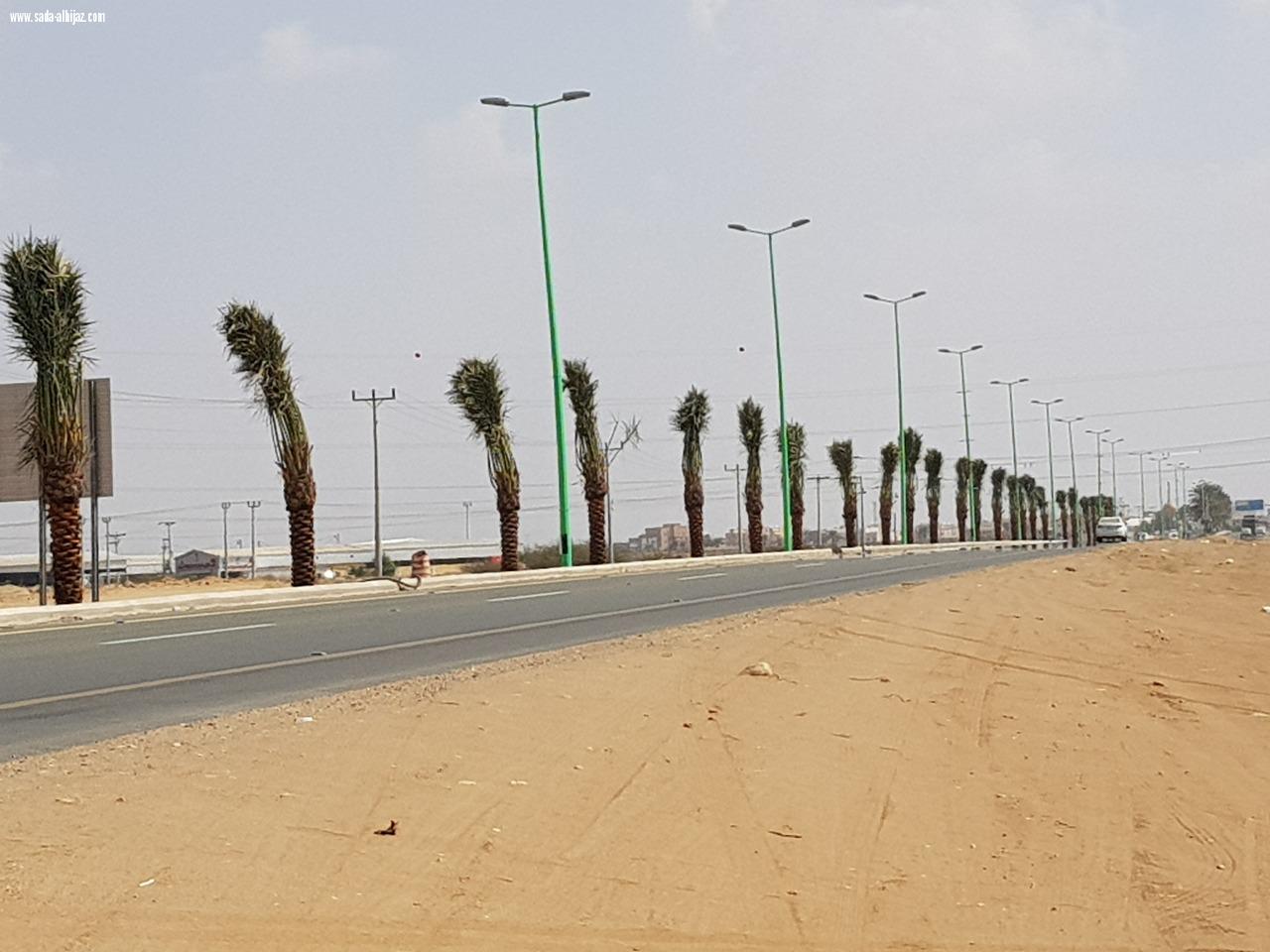 بلدية المسارحة تزرع أكثر من 700 نخلة في الشوارع الرئيسية.. والعمل مستمر..*