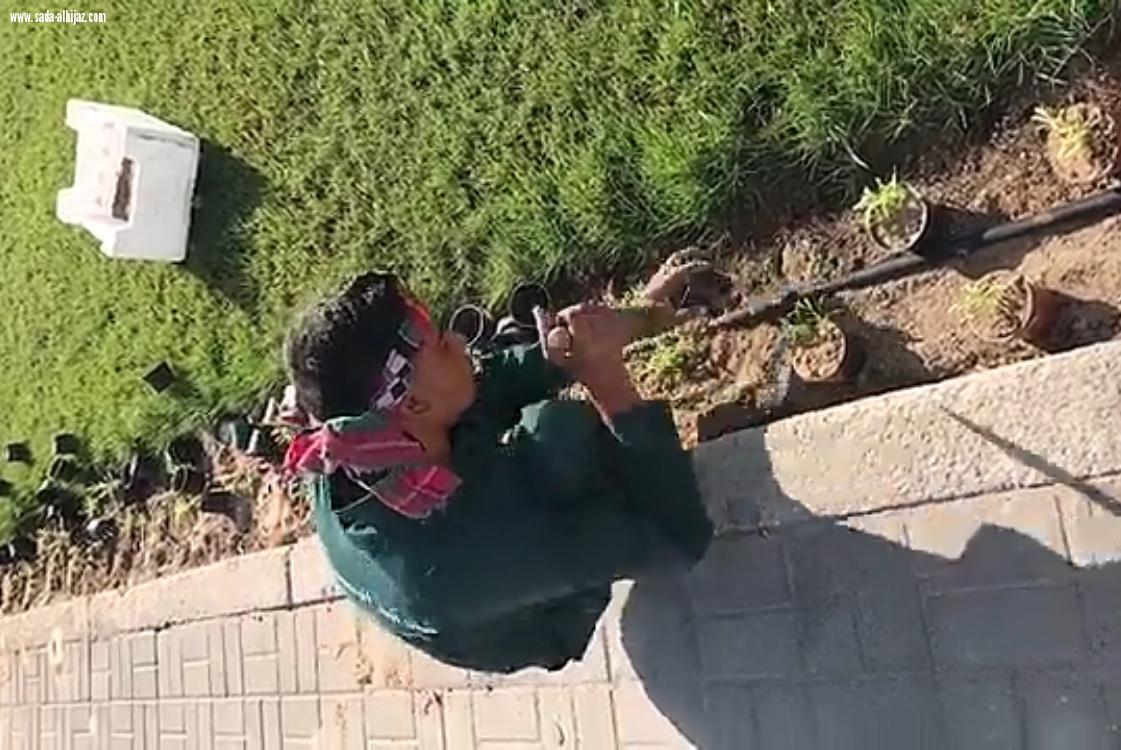 بلدية الخبر تزين مدينتها بالاشجار والورود 