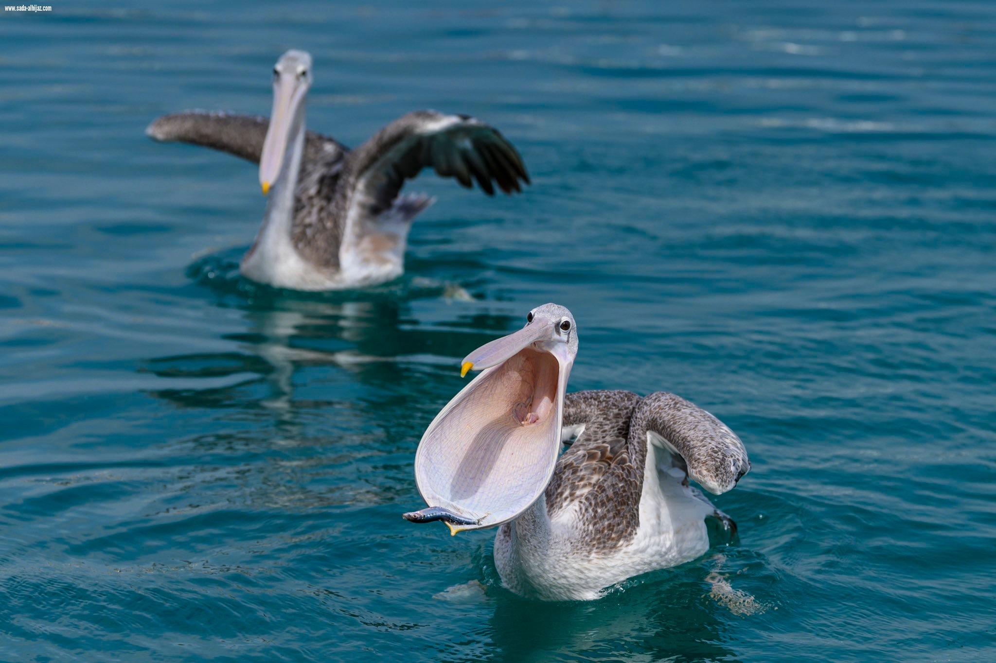 تقديم ملف محمية جزر فرسان لتسجيلها في اليونسكو