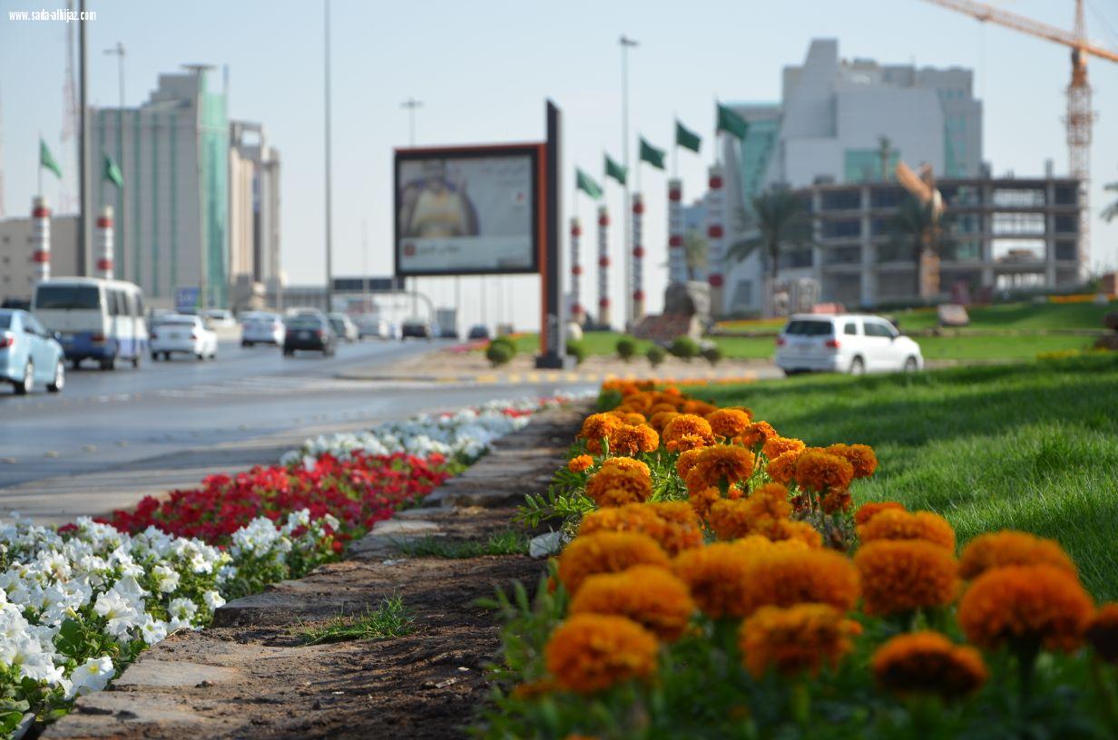 أمانة الرياض تزين ميادينها وطرقها بأكثرمن 5 ملايين زهرة