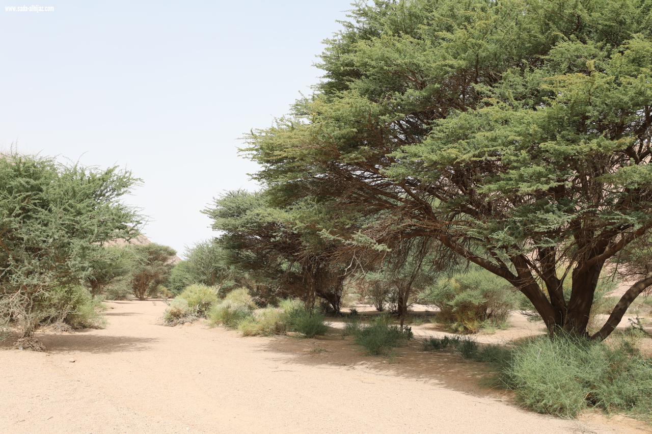 رئيس المركز الوطني لتنمية الغطاء النباتي ومكافحة التصحر: ما حققته رؤية 2030 لسلامة بيئة المملكة يفوق كل التوقعات