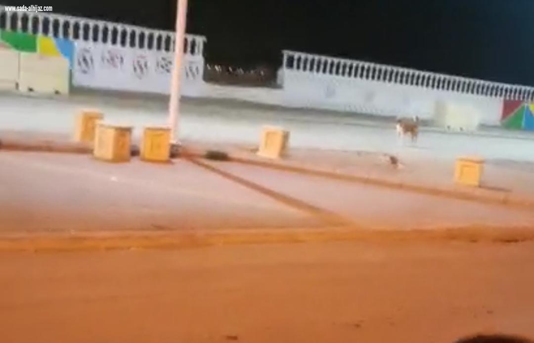 الكلاب الضالة تهدد حياة أطفال الطوال والأهالي أين دور البلدي