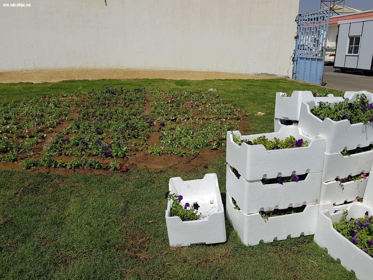 بلدية المسارحة تزرع أكثر من 700 نخلة في الشوارع الرئيسية.. والعمل مستمر..*