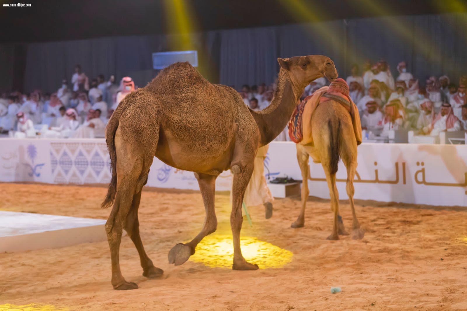 مبيعات مزاد حفرالباطن تتجاوز  الـ 20 مليون ريال .