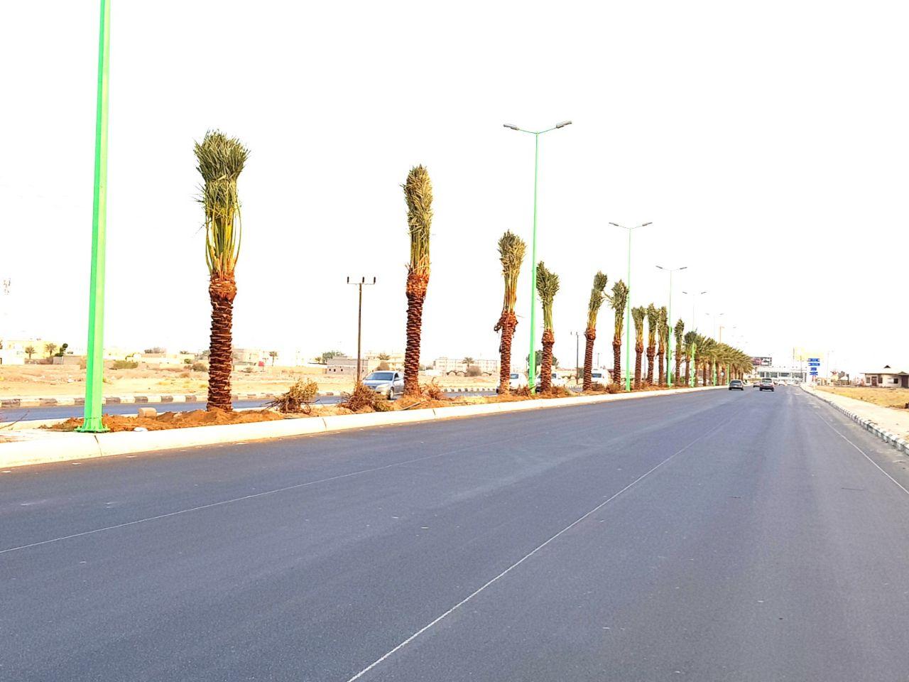 بلدية المسارحة تزرع أكثر من 700 نخلة في الشوارع الرئيسية.. والعمل مستمر..*