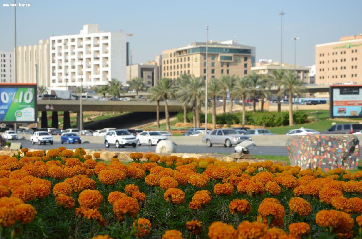 أمانة الرياض تزين ميادينها وطرقها بأكثرمن 5 ملايين زهرة