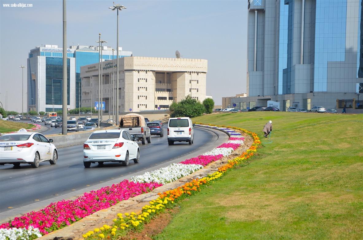 أمانة الرياض تزين ميادينها وطرقها بأكثرمن 5 ملايين زهرة