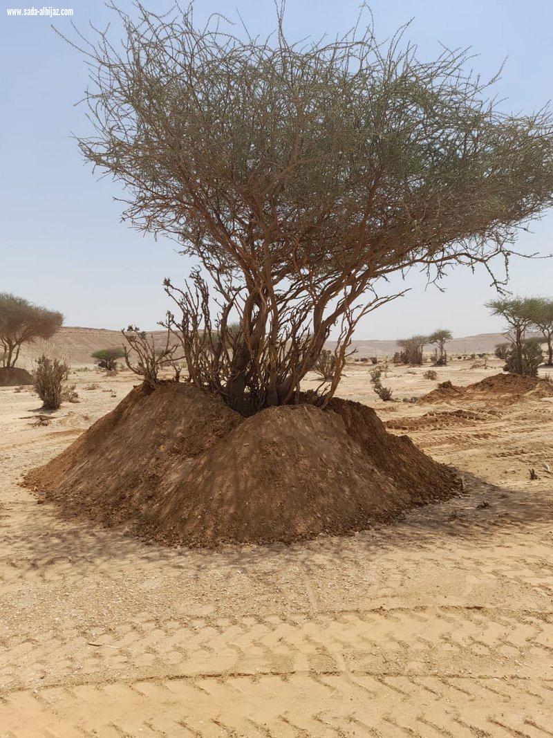 إعادة غرس الأشجار المقتلعة في الافلاج 