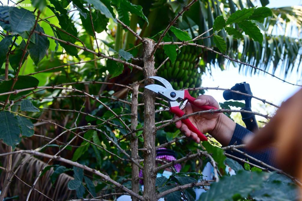 مكتب البيئة بالدائر يقيم ورشة تدريبية لمزارعي البن في تقليم و تسميد أشجار البن