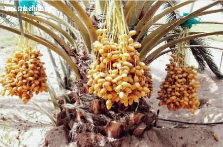 مصنع إقليمي لمخلفات التمور ب 2.5 مليار يوفر2000 وظيفة