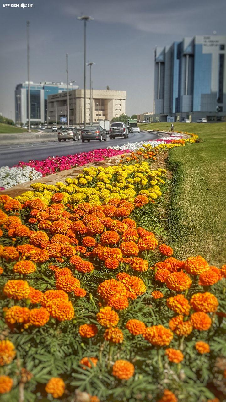 أمانة الرياض تزين ميادينها وطرقها بأكثرمن 5 ملايين زهرة