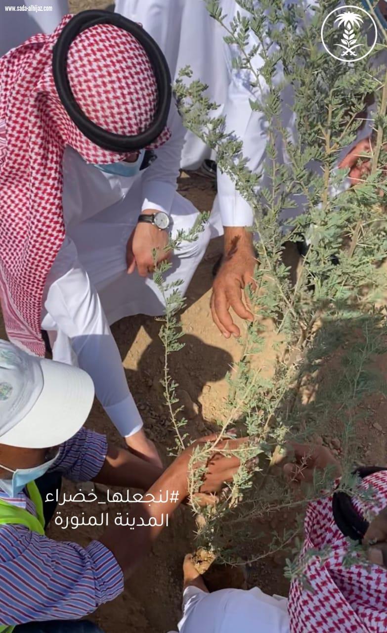 لنجعلها خضراء وزارة البيئة والمياه والزراعة بمنطقة المدينة المنورة تطلق حملة تشجير المدينة