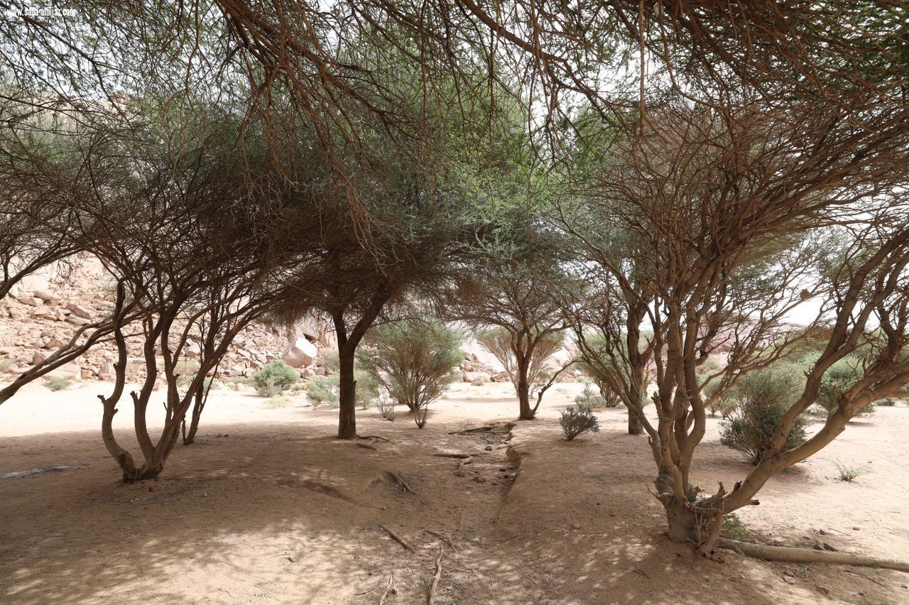 رئيس المركز الوطني لتنمية الغطاء النباتي ومكافحة التصحر: ما حققته رؤية 2030 لسلامة بيئة المملكة يفوق كل التوقعات