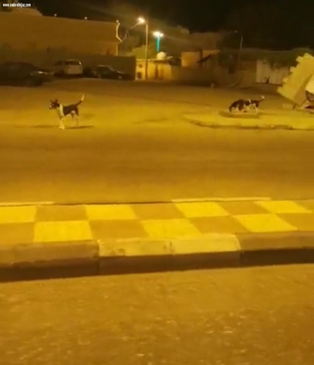 الكلاب الضالة تهدد حياة أطفال الطوال والأهالي أين دور البلدي