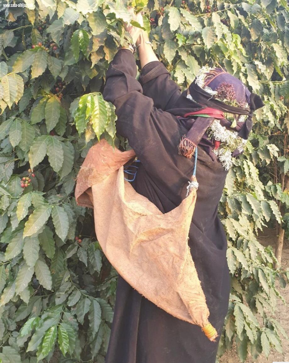 جميلة المالكي أول مُزارعة للبُن الخولاني بجبال الداير بني مالك 