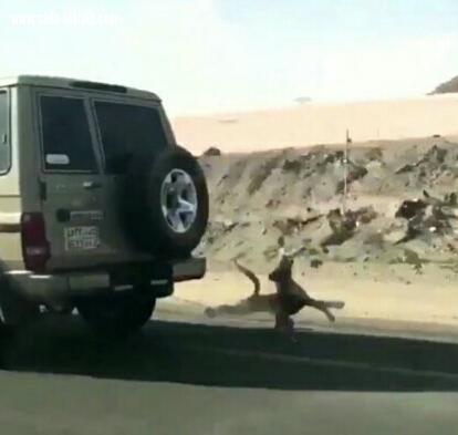 الغرامة والتشهير ل معذب الكلب  في الطائف 