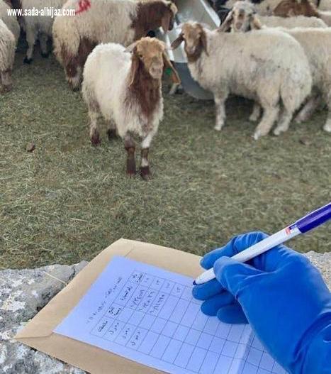 فرع وزارة البيئة والمياه والزراعة بالجوف يحتفي باليوم العالمي للطب البيطري
