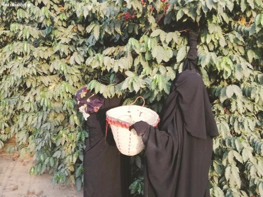 جميلة المالكي أول مُزارعة للبُن الخولاني بجبال الداير بني مالك 