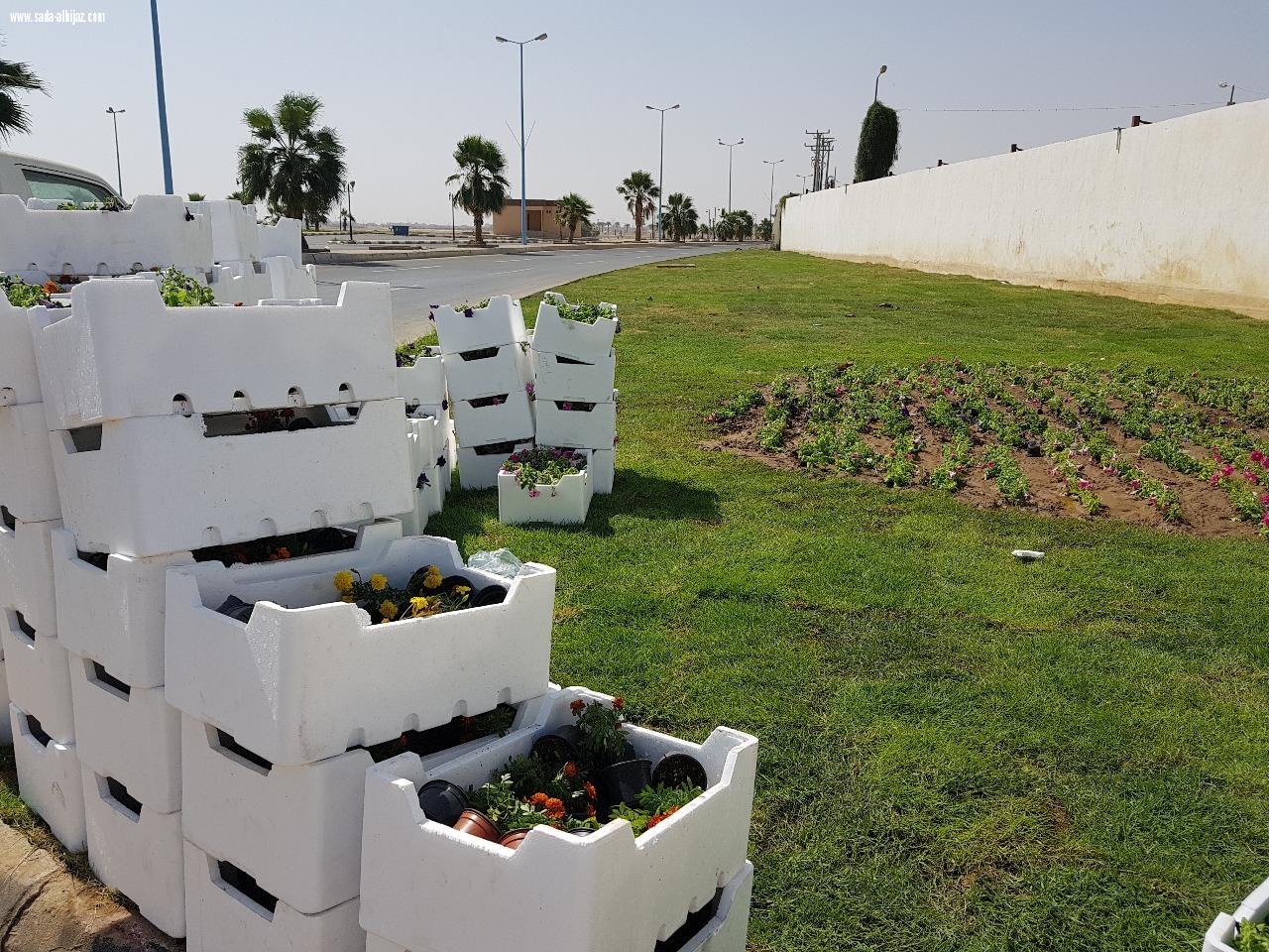 بلدية المسارحة تزرع أكثر من 700 نخلة في الشوارع الرئيسية.. والعمل مستمر..*