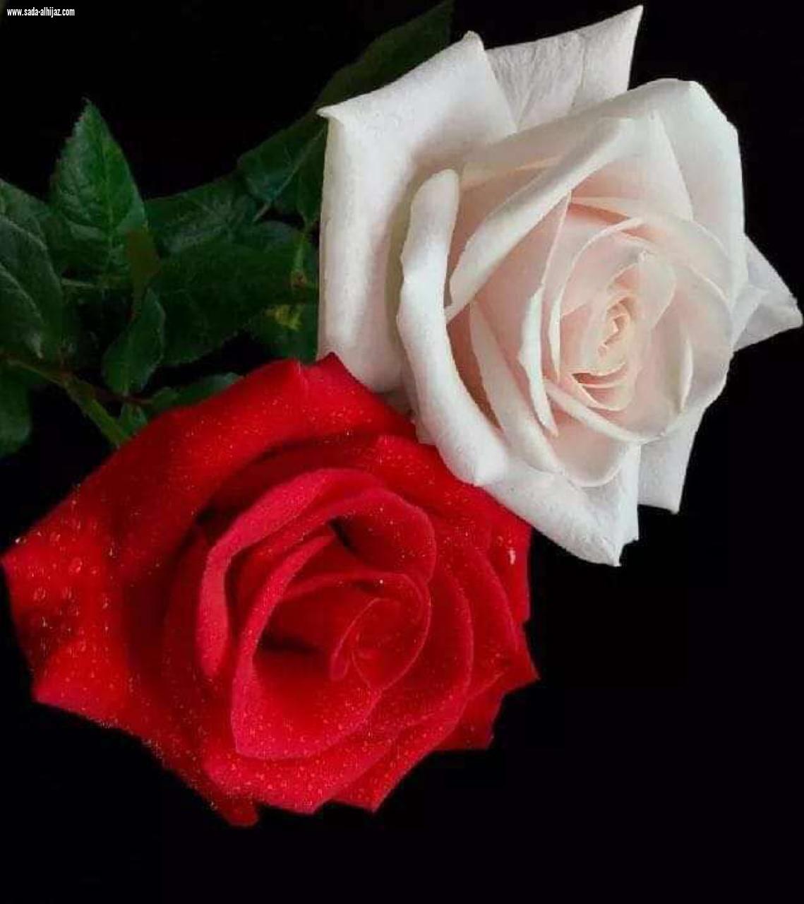 العنزي تحصل على دورة إعداد الخبر الصحفي