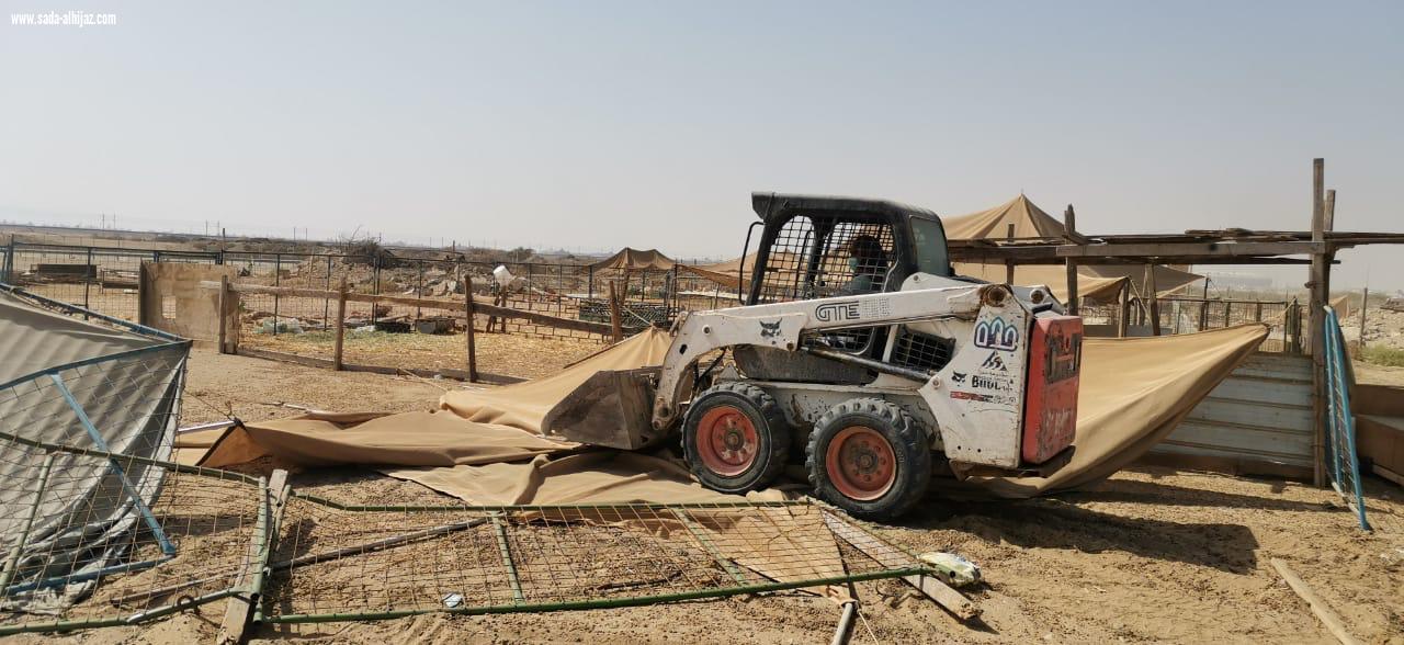 إزالة (11) من الحظائر العشوائية بنطاق ذهبان..