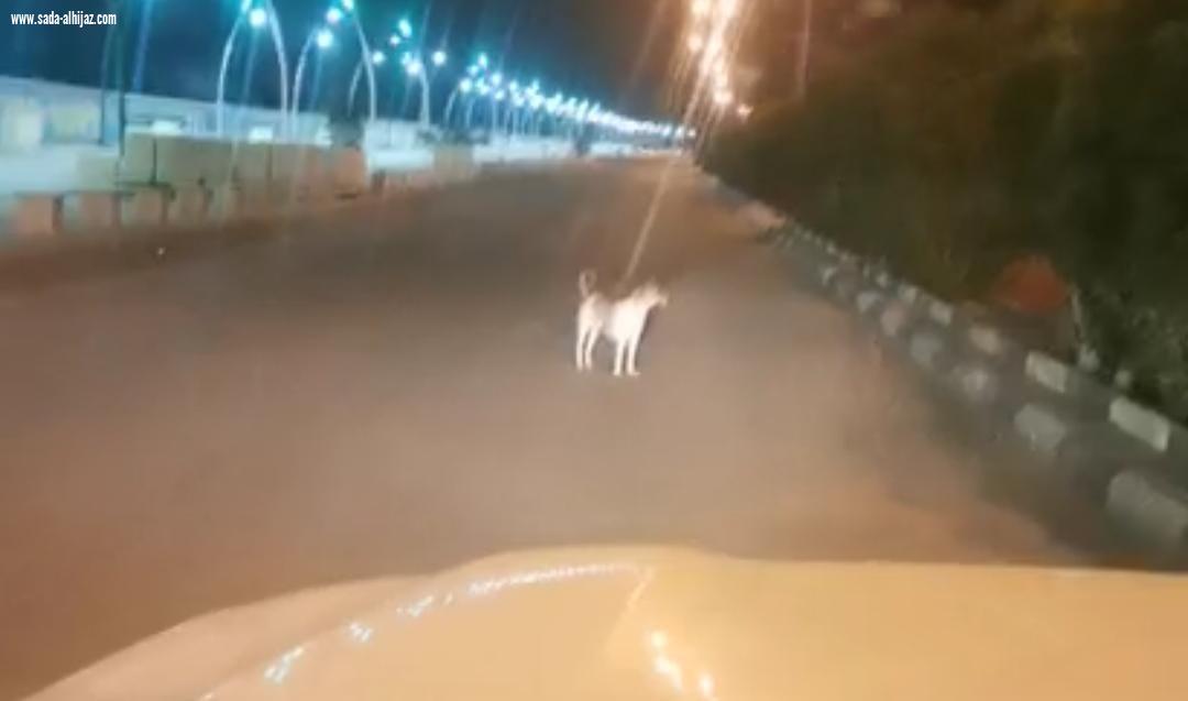 الكلاب الضالة تهدد حياة أطفال الطوال والأهالي أين دور البلدي