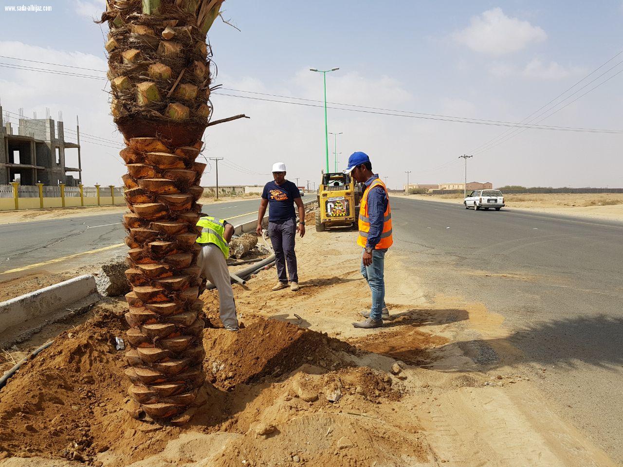 بلدية المسارحة تزرع أكثر من 700 نخلة في الشوارع الرئيسية.. والعمل مستمر..*