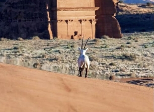 الهيئة الملكية لمحافظة العُلا تُطلق المجموعة الثالثة من الحيوانات الفطرية في بيئاتها الطبيعية ضمن موقع الحجِر