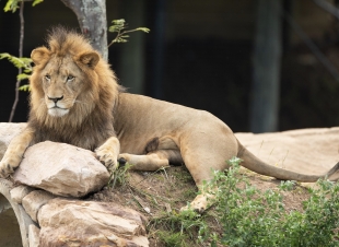 في بيتنا أسد