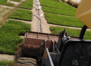 أمانة العاصمة المقدسة تزيل مزرعة تستخدم مياة غير صحية في السقايا واحمد صغير في جولة في طريق الليث 