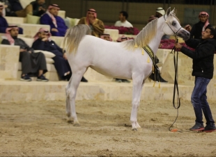  ملاك(الخيل العربي) يحتفلون بإنجاز مربط السيد