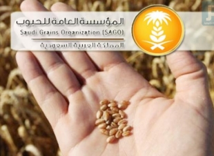 المؤسسة العامة للحبوب تطرح مناقصة لاستيراد475 الف طن  قمح